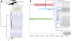 Thumbnail of A) Nucleotide neighbor-joining phylogenetic tree of rotavirus (RV) A–D and F–H viral protein (VP) 6 sequences. Blue strains are from the United States; green strains are from Brazil; and the red strain is from Japan. Purple strains are from humans. Scale bar indicates percentage of dissimilarity between sequences. B) Time-scaled phylogeny of swine RVH VP6 sequences using a Bayesian Markov chain Monte Carlo approach. Blue shaded region indicates the time from the most recent common a