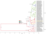 Thumbnail of Bayesian maximum clade credibility tree representing the time-scale phylogeny of Mayaro virus (MAYV) by analysis of 2-kb genomic fragments, including the 3′ segment of the envelope (E)2 protein, the complete E1 protein, and the 3′ non-coding region (NCR). Phylogenetic analysis was performed by using Bayesian Markov chain Monte Carlo (MCMC) tree-sampling method implemented in BEAST (http://beast.bio.ed.ac.uk). The general time reversible model of nucleotide substitution with gamma di