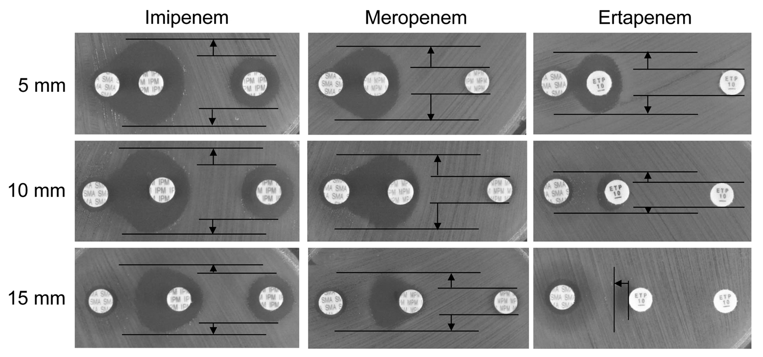 Results of double-disk synergy testing of the Acinetobacter soli isolate HK001 identified in a man in Japan. Testing was performed by using disks containing sodium mercaptoacetic acid (SMA) and the carbapenems imipenem, meropenem, and ertapenem. Apparent expansion of growth inhibition zone around a carbapenem disk placed near a SMA disk compared with that around a disk of carbapenem alone is seen on Mueller-Hinton agar if the isolate produces metallo-β-lactamases (2,3). When the edge-to-edge dis