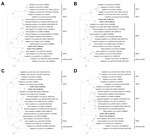 Thumbnail of Phylogenetic analyses of open reading frame (ORF) 1 (A), ORF2 (B), ORF3 (C), and ORF1/ORF2 proteins, excluding the hypervariable region (HVR) (D) of hepatitis E virus (HEV) from dromedary camels (DcHEV). The trees were constructed by using Bayesian methods of phylogenetic reconstruction (www.fifthdimension.jp/products/mrbayes5d/), and ProtTest-suggested JTT+I+G+F, MtMam+I+G+F, HIVw+I+G+F, and JTT+I+G+F (http://darwin.uvigo.es/software/prottest.html) are the optimal substitution mode