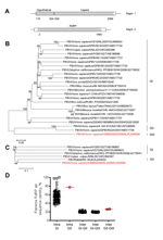 Thumbnail of Genome organization and phylogenetic analysis of human picobirnavirus (PBV) VS6600008 isolated in the Netherlands, 2005–2009. A) Putative schematic genome organization of human PBV VS6600008. Locations of major open reading frames are indicated in white and sequences obtained by next-generation sequencing are indicated in gray. Segm, segment; RdRP, RNA-dependent RNA polymerase. B) Phylogenetic neighbor-joining tree with p-distances and 1,000 bootstrap replicates of amino acid sequen