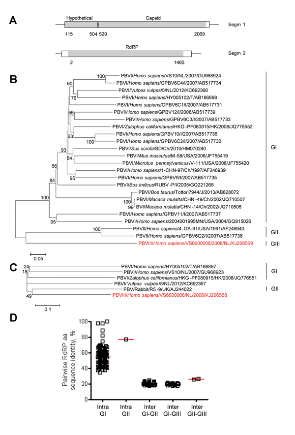 Genome organization and phylogenetic analysis of human picobirnavirus (PBV) VS6600008 isolated in the Netherlands, 2005–2009. A) Putative schematic genome organization of human PBV VS6600008. Locations of major open reading frames are indicated in white and sequences obtained by next-generation sequencing are indicated in gray. Segm, segment; RdRP, RNA-dependent RNA polymerase. B) Phylogenetic neighbor-joining tree with p-distances and 1,000 bootstrap replicates of amino acid sequences of partia