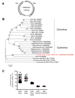 Thumbnail of Genome organization and phylogenetic analysis of human fecal circular DNA virus VS6600022, the Netherlands, 2005–2009. A) Putative schematic genome organization. Arrows indicate major open reading frames. Cap, capsid; Rep, rolling circle replication initiator protein. B) Phylogenetic neighbor-joining tree with p-distances and 1,000 bootstrap replicates created with MEGA5 of amino acid sequences of the Rep genes of human fecal circular DNA virus VS6600022 and representative circoviru