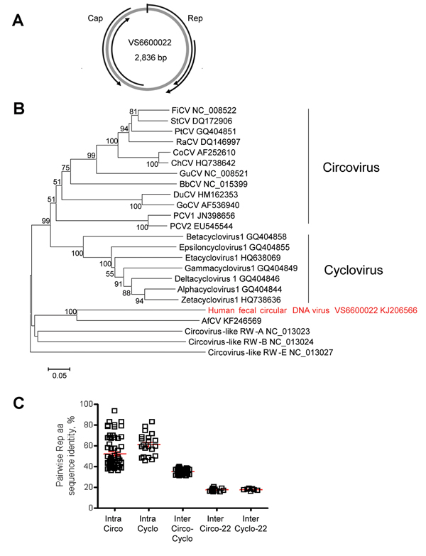 Genome organization and phylogenetic analysis of human fecal circular DNA virus VS6600022, the Netherlands, 2005–2009. A) Putative schematic genome organization. Arrows indicate major open reading frames. Cap, capsid; Rep, rolling circle replication initiator protein. B) Phylogenetic neighbor-joining tree with p-distances and 1,000 bootstrap replicates created with MEGA5 of amino acid sequences of the Rep genes of human fecal circular DNA virus VS6600022 and representative circoviruses that were