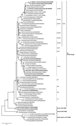 Thumbnail of Phylogenetic tree of hemagglutin (HA) genes of influenza A(H5N8) viruses, South Korea, 2014. Triangles indicate viruses characterized in this study. Other viruses detected in South Korea are indicated in boldface. Subtypes are indicated in parentheses. A total of 72 HA gene sequences were ≥1,600 nt. Multiple sequence alignment was performed by using ClustalW (www.ebi.ac.kr/Tolls/clustalw2). The tree was constructed by using the neighbor-joining method with the Kimura 2-parameter mod