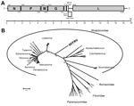 Thumbnail of Genome organization and phylogenetic analysis of RFFRV. A) Genome organization of RFFRV. Indicated are the locations of the major ORFs (including the positions of the first and last nucleotide) and 3 theoretical minor ORFs between the G and L genes. B) Phylogenetic maximum-likelihood tree using the WAG+F+I+G model and 100 bootstrap replicates in MEGA5 (http://www.megasoftware.net) of the deduced amino acid sequence of the L genes of various viruses of the order Mononegavirales. G, g