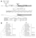 Thumbnail of New parvovirus genome and phylogeny. A) Organization of the Tusavirus genome. Theoretical splicing for expression of viral protein (VP) 1 is shown. The alignment of the PLA2 regions of representatives of 5 protoparvovirus species show the calcium-binding region and catalytic residues in Tusavirus. Pairwise sliding window of percentage nucleotide similarity of Tusavirus aligns with the genetically closest Kilham rat parvovirus. B) Phylogenetic trees generated with nonstructural prote