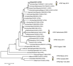 Thumbnail of Phylogenetic analysis of the hemagglutinin gene of the influenza A(H7N7) virus, Italy, isolated from humans during August–September 2013. The phylogenetic tree was constructed by using the neighbor-joining method and MEGA 5 software (http://www.megasoftware.net) with 1,000 bootstrap replicates (bootstrap values &gt;70% are shown next to nodes). The influenza A(H7N7) virus isolated from a human in 2013 is shown in boldface. Scale bar indicate nucleotide substitution per site. 