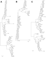 Thumbnail of Phylogenetic distribution of Orientia tsutsugamushiisolates from scrub typus patients in Vellore (A), Shillong (B), and Shimla (C), India, September 2010–August 2012. Isolates were identified on the basis of the 56-kDa TSA gene. Evolutionary history was inferred by using the neighbor-joining method. The percentage of replicate trees in which the associated taxa clustered together in the bootstrap test (1,000 replicates) is shown next to the branches. The tree is drawn to scale, with