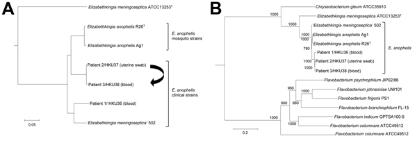 Phylogenetic trees constructed by using draft genome sequences and concatenated sequences of 69 housekeeping genes of 3 Elizabethkingia anophelis strains from patients in Hong Kong (HKU36–38). A) Neighbor-joining tree constructed on the basis of draft genome sequences using by using Genome-to-Genome Distance Calculator 2.0 (http://ggdc.dsmz.de/distcalc2.php; formula 1) and Chryseobacterium gleum ATCC 35910 as the root. Arrow indicates route of mother-to-neonate transmission. B) Maximum-likelihoo