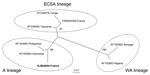 Thumbnail of Phylogenetic tree constructed by using the neighbor-joining method and based on a partial (205 nt) sequence of the envelope protein 1 gene of chikungunya virus that was imported to France from Martinique. Phylogenetic analysis includes reference sequences of chikungunya viruses from East/Central/South African (ECSA), West African (WA), and Asian (A) lineages. Sequences are indicated as GenBank accession number and country. The imported chikungunya strain isolated in this study is in