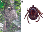 Thumbnail of Putative reservoir of Coxiella burnetii in Cayenne, French Guiana A) A 3-toed sloth (Bradypus tridactylus) in its natural habitat in Tiger Camp, a military residential area located at the top of a wooded hill in Cayenne, French Guiana (photograph by S. Fernandes). B) A male tick (Amblyomma geayi) found on the 3-toed sloth in this study (photograph by J.M. Berenger). 