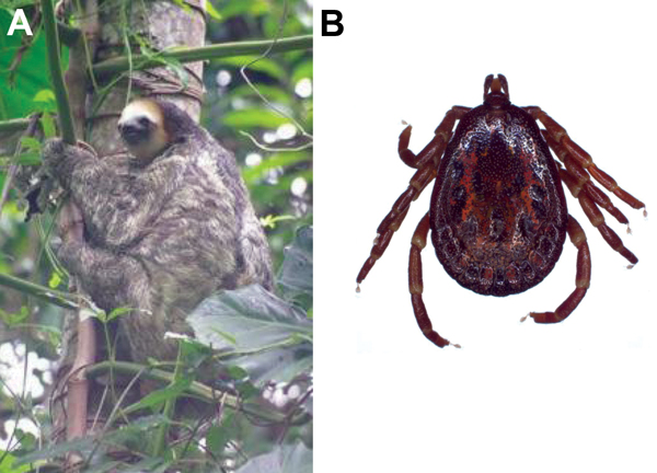 Putative reservoir of Coxiella burnetii in Cayenne, French Guiana A) A 3-toed sloth (Bradypus tridactylus) in its natural habitat in Tiger Camp, a military residential area located at the top of a wooded hill in Cayenne, French Guiana (photograph by S. Fernandes). B) A male tick (Amblyomma geayi) found on the 3-toed sloth in this study (photograph by J.M. Berenger). 