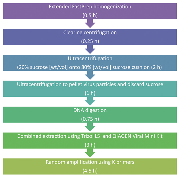 Schematic description of tissue-based universal virus detection for viral metagenomics protocol. Estimated durations of each step are shown in parentheses. The protocol takes 12 h to complete.