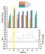 Thumbnail of Comparison of primers and random amplification methods used for development of tissue-based universal virus detection for viral metagenomics protocol. Copy numbers were measured by quantitative PCR in duplicate. RQ, relative quantification: RQ (2 – ΔΔCt); (ΔΔCt = Δ purified – Δ unprocessed). Lower panel left y-axis indicates signal-to-noise ratio (RQ) for all viruses tested. The method with the highest score was used to establish the protocol and is shaded in yellow. Red stars indic