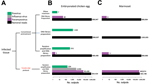 Thumbnail of Results of comparative next-generation sequencing used for development of tissue tissue-based universal virus detection for viral metagenomics (TUViD-VM) protocol. A) Sample preparation flowchart to generate 4 next-generation sequencing approaches. B) Results obtained for model tissue (chicken) infected with 4 viruses: vaccinia virus (poxvirus) Sendai virus (paramyxovirus), influenza virus (A/PR8/1934), or reovirus (T3/Bat/G/342/08). The x-axis is log-scaled, and normalized read num