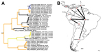 Thumbnail of A) Bayesian maximum clade credibility (MCC) tree for YFV in the Americas based on 654 nt of the prM/E fragment. Taxon labels include year of isolation, GenBank accession number, strain designation, and country of isolation. Terminal branches of the tree are colored according to the sampled location of the taxon at the tip. Internal branches are colored according to the most probable (modal) location of their parental nodes. Nodes with posterior probabilities (clade credibilities) &g