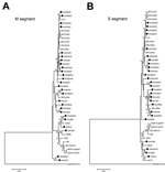 Thumbnail of A and B) Phylogenetic analysis of SFTSV Korea isolates based on the partial medium (M) and small (S) segment sequences. The phylogenetic trees were generated by MEGA version 5.2 software (http://www.megasoftware.net/) from aligned nucleotide sequences of 16 isolates of phleboviruses, including the identified SFTSV. Heartland virus was used as outgroup. M and S partial nucleotide sequences of SFTSV Korea isolates were compared with homologous sequences of previously characterized SFT