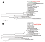 Thumbnail of Phylogenetic analyses of hemagglutinin (A) and neuraminidase (B) of influenza A(H7N9) viruses. The trees were constructed by using the neighbor-joining method with bootstrap analysis (n = 1,000) in the MEGA5.0 program (4). Red indicates the 2 viruses isolated from co-infected patients in Hangzhou, China, and green indicates the first strain isolated during the second wave of the influenza A(H7N9) outbreak in China, which started in October 2013. Scale bars indicate nucleotide substi