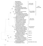 Thumbnail of Phylogenetic tree based on the complete amino acid sequence of the capsid protein of vesiviruses (VeVs). The tree was constructed by using a selection of feline calicivirus strains and all of the VeV strains available in the GenBank database. In addition, viruses representative of the other established and candidate calicivirus genera were included. VeV groups were defined on the basis of distance matrix comparison and phylogenetic clustering. The mean identity among strains of the 