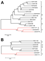 Thumbnail of Neighbor-joining trees showing the relationships between A) the partial VP1 coding sequences (390 nt) and B) the complete P1 capsid protein coding sequence (2223 nt) from the SAT 3 FMDV UGA/1/13 isolate (marked with **) and other SAT 3 FMDVs within the indicated topotypes defined previously (5; http://www.wrlfmd.org/fmdv_seqs/fmdv-sat3_seq.aspx). The branch containing the Uganda viruses is indicated by the red lines. Sequences, other than for UGA/1/13, were obtained from GenBank and