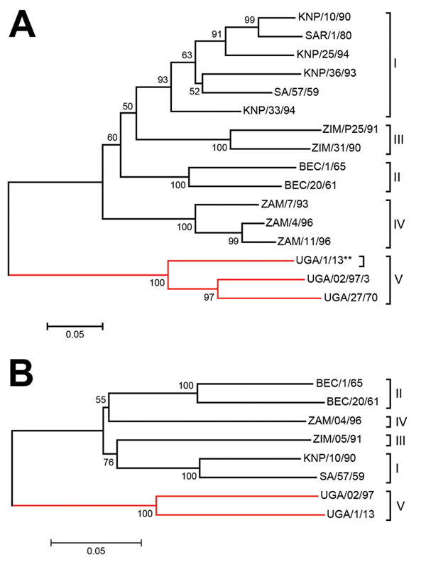 Neighbor-joining trees showing the relationships between A) the partial VP1 coding sequences (390 nt) and B) the complete P1 capsid protein coding sequence (2223 nt) from the SAT 3 FMDV UGA/1/13 isolate (marked with **) and other SAT 3 FMDVs within the indicated topotypes defined previously (5; http://www.wrlfmd.org/fmdv_seqs/fmdv-sat3_seq.aspx). The branch containing the Uganda viruses is indicated by the red lines. Sequences, other than for UGA/1/13, were obtained from GenBank and have been pu