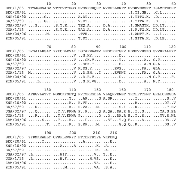 Predicted VP1 aa sequences of the 8 SAT 3 FMDVs used in the phylogenetic comparison in Figure 1, panel B. Clear similarities between the UGA/02/97 and UGA/1/13 viruses are apparent. BEC, Bechuanaland (former name for Botswana); FMDV, foot-and-mouth disease virus; KNP, Kruger National Park (in South Africa); SAR, Republic of South Africa; SAT, Southern African Territories; UGA, Uganda; VP, viral protein; ZAM, Zambia; ZIM, Zimbabwe.