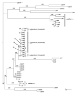 Thumbnail of The Bayesian tree was constructed by concatenated aligned of Lagenidium spp. DNA sequences as in Figure 1 without outgroup to highlight the position of L. giganteum in the tree. L. giganteum from mammals (Lgp 1–11), L. giganteum mosquito control (Lgm 1–3 and Ls1 = HQ395647), and the novel species L. ajelloi = La, L. albertoi = Lal, and L. vilelae = Lv were placed in 4 strongly supported clades (arrows). Scale bar indicates nucleotide substitutions per site.