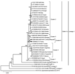 Thumbnail of Neighbor-joining phylogenetic tree constructed on the basis of the complete genomic nucleotide sequences of selected West Nile virus (WNV) strains, including isolate T2 from Turkey (black dot) and the closely related strain ArB310/67 from the Central African Republic (black diamond). Major WNV lineages, clades, and clusters are indicated, except for the local cluster 3 (12). Bootstrap values of major branches are given for 1,000 replicates. Virus strains are described by GenBank acc