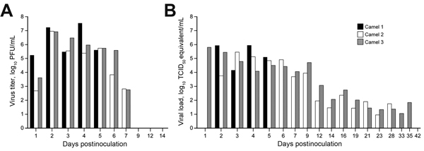 Virus shedding from the upper respiratory tract in dromedary camels inoculated Middle East respiratory syndrome coronavirus (MERS-CoV). Shedding was determined by A) infectious titers by plaque assay and B) viral load by quantitative real-time PCR. We extrapolated 50% tissue culture infective dose (TCID50) equivalents from standard curves generated by 10-fold dilutions of a MERS-CoV stock (HCoV-EMC/2012) with known virus titer in parallel to each quantitative real-time PCR run.