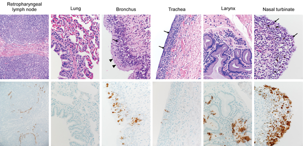 Histopathologic changes at 5 days postinoculation in camel 1 inoculated with MERS-CoV. Tissues were collected and stained with hematoxylin and eosin (top row). Anti-MERS-CoV immunohistochemical results (bottom row) are visible as a red-brown stain. Degeneration of the pseudostratified epithelium lining the nasal turbinate, trachea, and bronchus is indicated by the absence of goblet cells, cilia and nuclear regimentation with infiltration of neutrophils (arrows). The arrowheads indicate areas whe