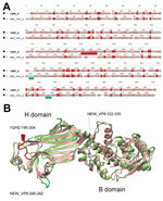 Thumbnail of Structure comparison of rotavirus viral protein (VP) 6 proteins. A) Structure-based amino acid sequence alignment of the novel canine rotavirus VP6 protein and the template bovine rotavirus A VP6 protein. The background of the sequence alignments reflects the homology levels of the 2 VP6 sequences. Red, identical amino acid; orange, similar amino acid; pink, different amino acid) The main structural differences are indicated by dark red and menthol green on the sequence alignment an