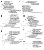 Thumbnail of Phylogenetic trees of the 7 gene segments of D/bovine/France/2986/2012 influenza virus at the nucleotide level. A) PB2. B) PB1. C) P3/PA. D) Nucleoprotein E) P42/Matrix. F) Nonstructural protein. G) Hemagglutinin-esterase. Maximum-likelihood analysis with 500 bootstrap replicates (bootstrap values &gt;75 are indicated on the tree nodes). The gene sequences of D/bovine/France/2986/2012 (in large bold underlined font) were compared with representatives of all the Orthomyxoviridae gene