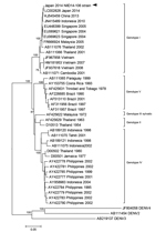 Thumbnail of Phylogenetic analysis of a dengue virus (DENV) sequence derived from a patient with confirmed autochthonous dengue fever (patient 2), Tokyo, Japan, contracted during August 26–September 22, 2014. Phylogenetic tree is based on the envelope protein genome sequence of selected dengue virus type-1 (DENV-1) strains. DENV-2, DENV-3, and DENV-4 serotypes were used as outgroups. Percentages of successful bootstrap replication are indicated at the nodes. DENV-1 genotypes are indicated on the