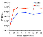 Thumbnail of Replication of influenza A(H10N8) H10-JD346 virus in human epithelial cells. A549 cells (a human lung epithelial adenocarcinoma cell line) were infected at a multiplicity of infection of 0.1 with the H10-JD346 virus (6:2 re-assortant with the backbone of PR8) and another 6:2 re-assortant virus expressing hemagglutinin and neuraminidase genes from a human influenza A(H3N2) virus (A/Wyoming/3/2003). Cells were incubated at 37°C in Dulbecco minimal essential medium containing 0.3% bovi