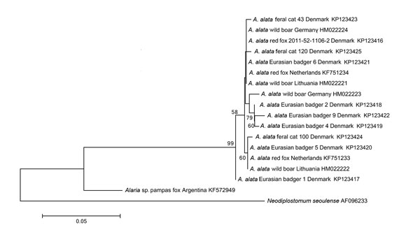 Neighbor-joining phylogenetic tree of Alaria alata isolates based on the analysis of partial mitochondrial cytochrome c oxidase subunit 1 gene sequences (332 bp). Bootstrap values are indicated to the left of the nodes and are based on 10,000 replicates. GenBank accession numbers are listed to the right. Scale bar indicates base substitutions per site.