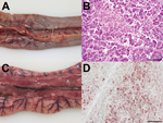 Thumbnail of Pathomorphologic results for 2 dead turkeys infected with influenza A(H5N8) virus, Germany. A, C) Gross pathology showing acute, focally extensive to diffuse pancreatic necrosis with fibrinous serositis. B, D) Hematoxylin and eosin staining showing  acute coagulative necrosis of the pancreas and multifocal staining within the exocrine pancreatic acini for influenza A virus nucleocapsid protein. Scale bars indicate 50 µm (B) and 100 µm (D). 