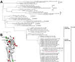 Thumbnail of Phylogenetic analysis of hemagglutinin (HA) 1 nucleotide sequences of highly pathogenic avian influenza viruses subtype H5 from Southeast Asia and Germany. Insert shows the structural model of the HA protein of the German H5N8 isolate AR2472/14. A) Nucleotide sequences encoding the membrane-distal part of the HA1 of influenza A(H5N8) viruses were retrieved from public databases, aligned by using MAFFT (http://mafft.cbrc.jp/alignment/software) and phylogenetically analyzed by using a