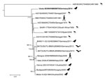 Thumbnail of Phylogenetic relationship of the Usutu virus Usutu-BONN strain (from Germany, 2014) and other Usutu viruses, based on complete amino acid sequences of the polyprotein-encoding gene. The phylogenetic tree was constructed by using the maximum-likelihood method PhyML 3.0 (12) with 1,000 pseudoreplicates and, in parallel, Bayesian Markov chain Monte Carlo tree-sampling methods by using MrBayes 3.1.2 (13). The Akaike information criterion was chosen as the model selection framework, and 