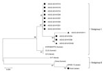 Thumbnail of Phylogenetic analysis of AGV2. The phylogenetic tree was constructed by using the neighbor-joining method (1,000 bootstraps) with MEGA6 (9). Black squares indicate the 10 AGV2 identified from live poultry markets; black triangles indicate the 2 AGV2 identifed from human blood; black dot indicates the prototype AGV2 sequence. Sequences and GenBank accession nos.: AGV2–2014YZ01, KP993124; AGV2–2014YZ03, KP993125; AGV2–2014YZ04, KP993126; AGV2–2014YZ05, KP993127; AGV2–2014YZ07, KP99312
