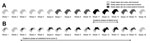 Thumbnail of Weekly meningitis alert status and epidemic status at the district (A) and subdistrict (zone) (B) level in Kombissiri district, Burkina Faso, during epidemiologic weeks 1–16, 2012. The alert threshold was 5 cases per week per 100,000 population. The epidemic threshold was 10 cases per week per 100,000 population.