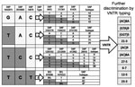 Thumbnail of Genotyping scheme for Mycobacterium leprae determined by using single-nucleotide polymorphisms (SNPs) and variable number tandem repeat (VNTR) polymorphisms, southeastern United States. Shading indicates the base that differentiates SNP type and subtype of M. leprae. The algorithm used for strain typing of M. leprae is based on specific SNP location and type and VNTR copy number at the various locations identified along the chromosome. After identification of the major SNP subtype, 