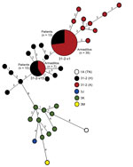 Thumbnail of Minimum spanning tree constructed by using single-nucleotide polymorphism (SNP) and variable number tandem repeat (VNTR) polymorphism profiles for Mycobacterium leprae samples from patients and armadillos from the southeastern United States. Each circle represents a single strain genotype of M. leprae. Large circles indicate that &gt;1 sample (number shown) had a common genotype. Values along lines indicate number of differences between allelic profiles. Human and armadillo samples 