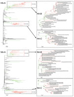 Thumbnail of Phylogenetic relationships of influenza A(H7N9) virus hemagglutinin (HA) and neuraminidase (NA) genes isolated from poultry, Guangdong Province, China, 2014−2015. Phylogenetic trees were constructed by using the neighbor-joining method in MEGA software (http://www.megasoftware.net/). B and C are enlargements of A. Branches of the first, second, and third influenza A(H7N9) virus waves are shown in black, green, and red, respectively. Black triangles indicate newly sequenced viruses i