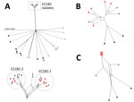 Thumbnail of Neighbor-Net SplitsTree graphs generated using SplitsTree4 version 4.13.1 (http://www.splitstree.org) to visualize trees of Neisseria meningitidis serogroup X isolates. A) All 30 Neisseria meningitidis serogroup X isolates available on BIGSdb (11) were analyzed, including the 11 isolates from this study (8 from sub-Saharan Africa and 3 from France), 9 carriage isolates, 3 invasive isolates from Europe, 1 isolate from the United States, and 6 isolates from sub-Saharan African countri