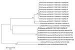 Thumbnail of Maximum-likelihood tree for the rotavirus (RVA) nonstructural protein 2 (NSP2) gene showing phylogenetic clustering with wild-type G2P[4] strains identified during the 2010–11 season, United States, and RotaTeq (Merck, Whitehouse Station, NJ, USA) vaccine strains. The tree was created by using MEGA 5.1 (8). Approximate-likelihood ratio test values &gt;70% are shown next to supported nodes. Boldface indicates strain 2011729115. Scale bar indicates number of nucleotide substitutions p