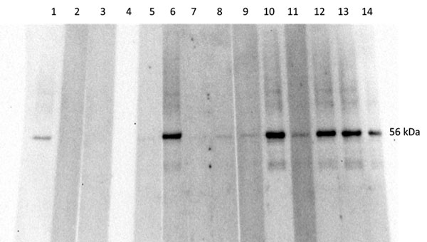 Western blot analysis, using Orientia 56Kpr recombinant protein, of serum samples from febrile children in western Kenya, November 2011–December 2012. Lane 1, positive control; lane 2, negative control; lanes 3–4, Coxiella burnetii–positive patients; lane 5, Orientia spp.–negative patient; lanes 6–14, Orientia spp.–positive patients.