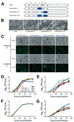 Thumbnail of Construction of rMuVs expressing the ABMuV envelope proteins for study of their functions. A) Genome structures of the rMuVs. The 7 boxes indicate the N, V/P, M, F, SH, HN, and L genes of MuV. The blue boxes indicate the genes derived from ABMuV. B) Cytopathic effect of rMuV infection of the Vero cells followed by incubation for 48 hr. C) BHK cells were transfected with expression plasmids of the HN and F proteins (pCAGGS-Odate-HN or -ABMuV-HN and pCAGGS-Odate-F or -ABMuV-F). They w