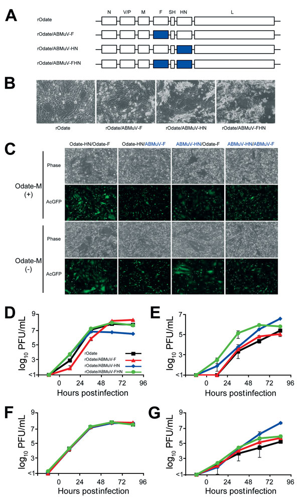 Construction of rMuVs expressing the ABMuV envelope proteins for study of their functions. A) Genome structures of the rMuVs. The 7 boxes indicate the N, V/P, M, F, SH, HN, and L genes of MuV. The blue boxes indicate the genes derived from ABMuV. B) Cytopathic effect of rMuV infection of the Vero cells followed by incubation for 48 hr. C) BHK cells were transfected with expression plasmids of the HN and F proteins (pCAGGS-Odate-HN or -ABMuV-HN and pCAGGS-Odate-F or -ABMuV-F). They were also cotr