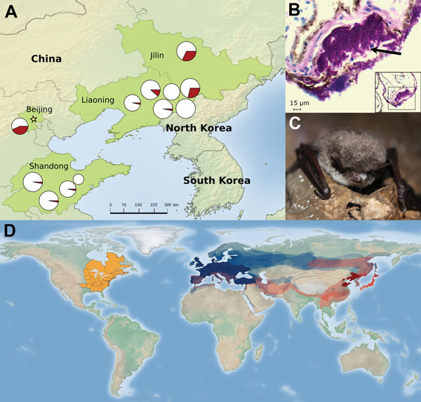 A) Distribution of Pseudogymnoascus destructans in cave environments during summer at 9 sites in northeastern China. Pie charts show the prevalence (red indicates fraction of positive samples) of P. destructans, and the size of pie graphs indicates the number of samples taken at each site (range 10–35). B) Histologic wing cross-section from Myotis petax bat collected in March 2015 with cup-like lesion (arrow) diagnostic of white-nose syndrome (periodic acid–Schiff staining). C) M. petax bat in a